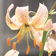 lily P311